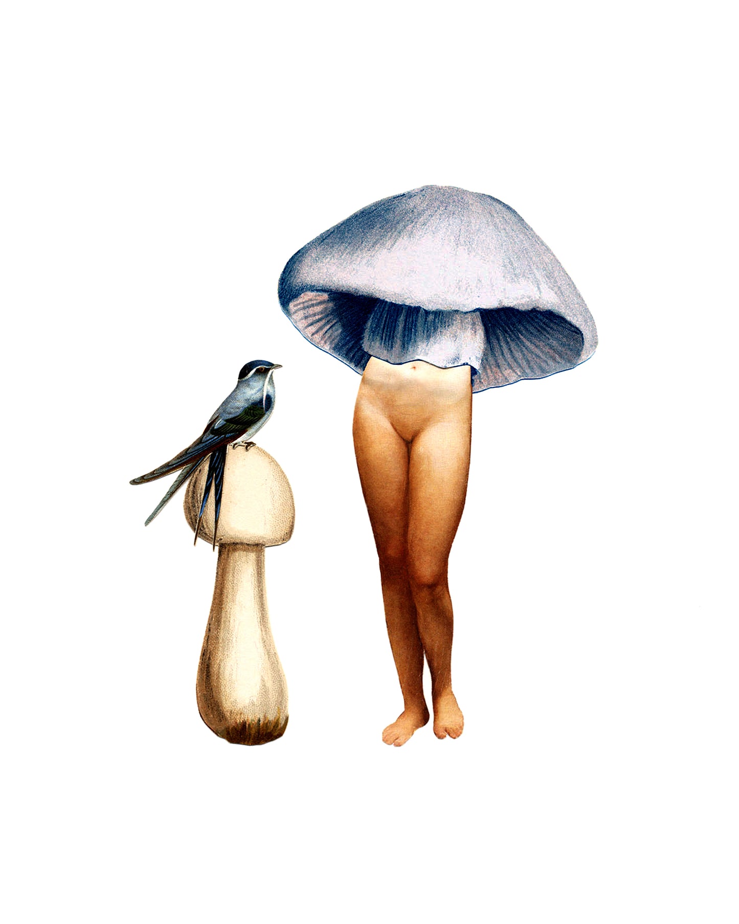 Blue Lady-shroom