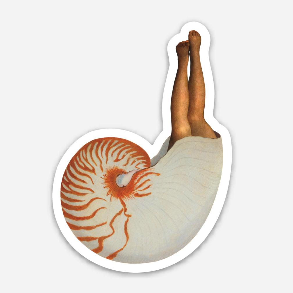 Nautilus magnet