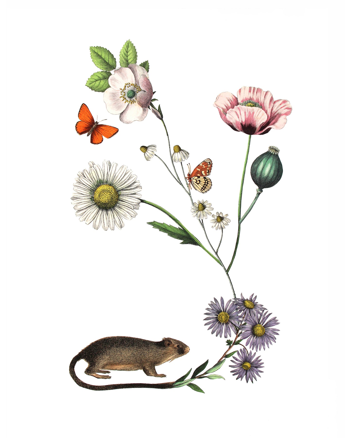 Unnatural History (Weasel) print