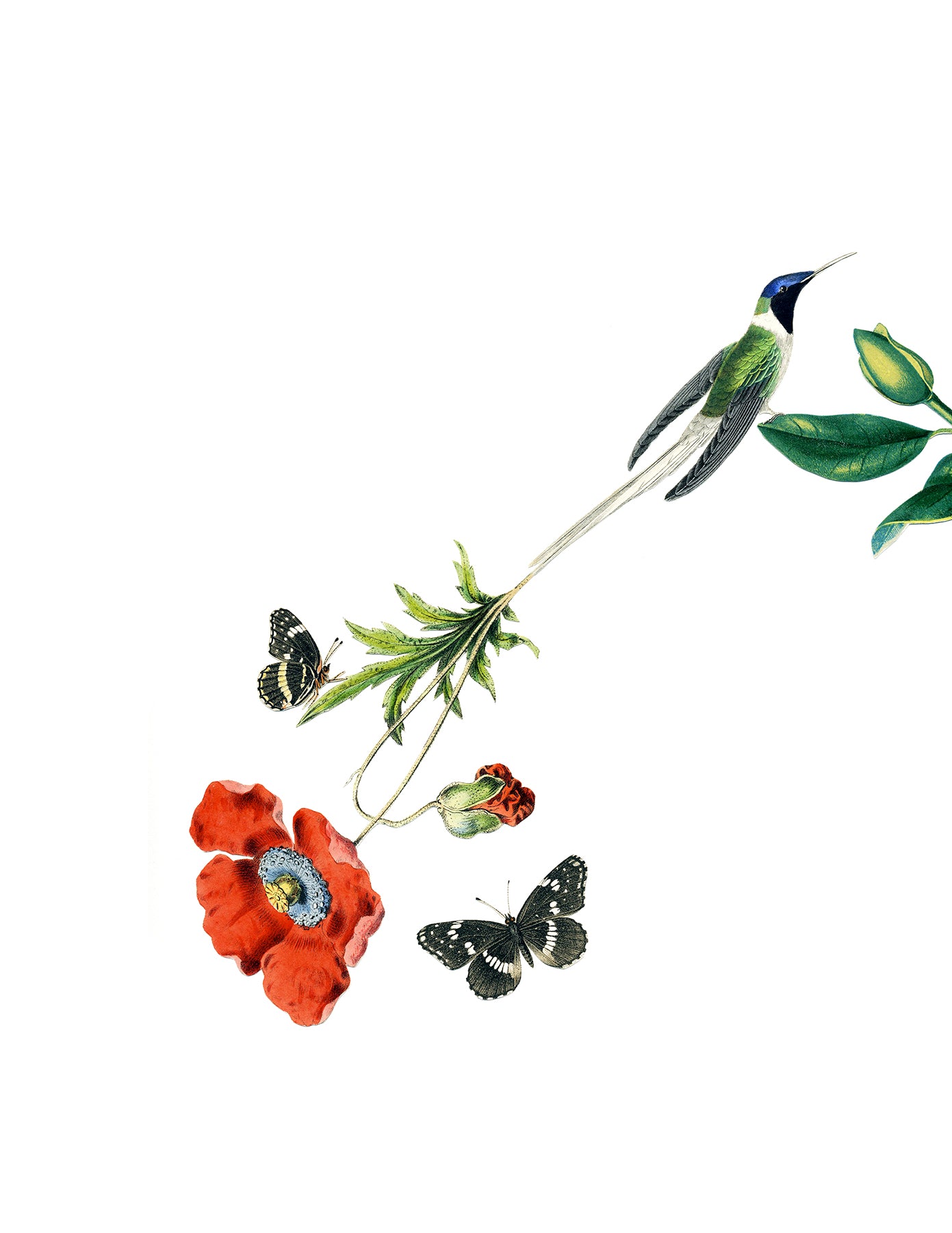 Bird of Paradise (Poppies) print