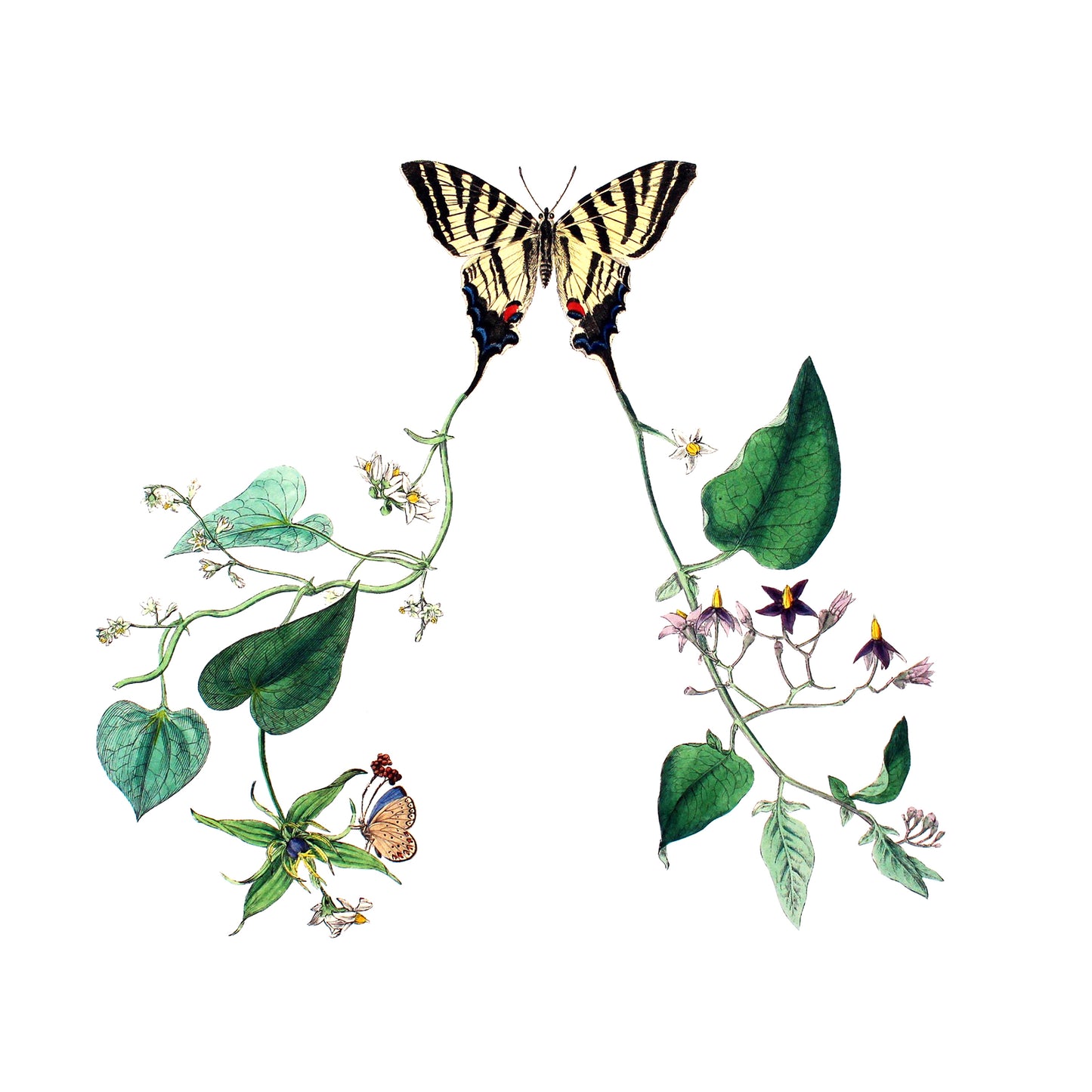 Buddleia #1 print