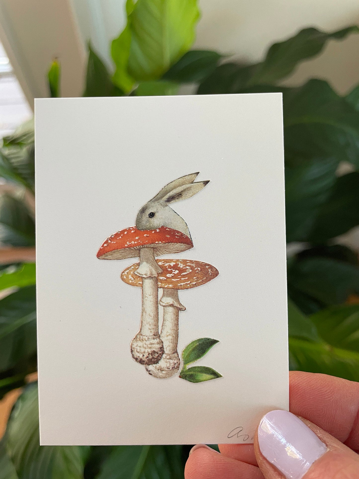 Bunny Amanita collage