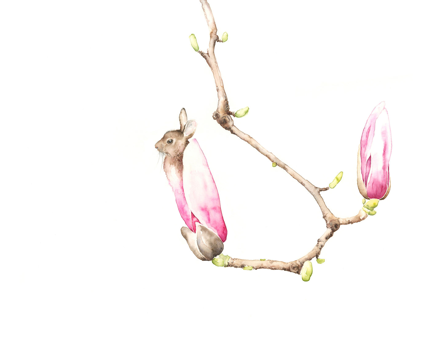 Bunny Magnolia #2 print