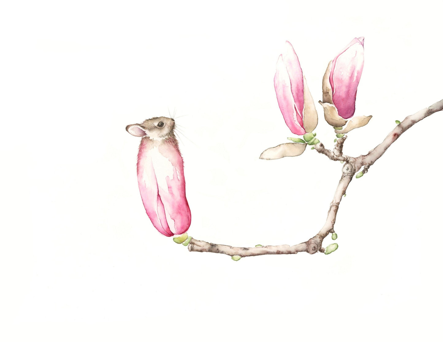 Bunny Magnolia #1 print