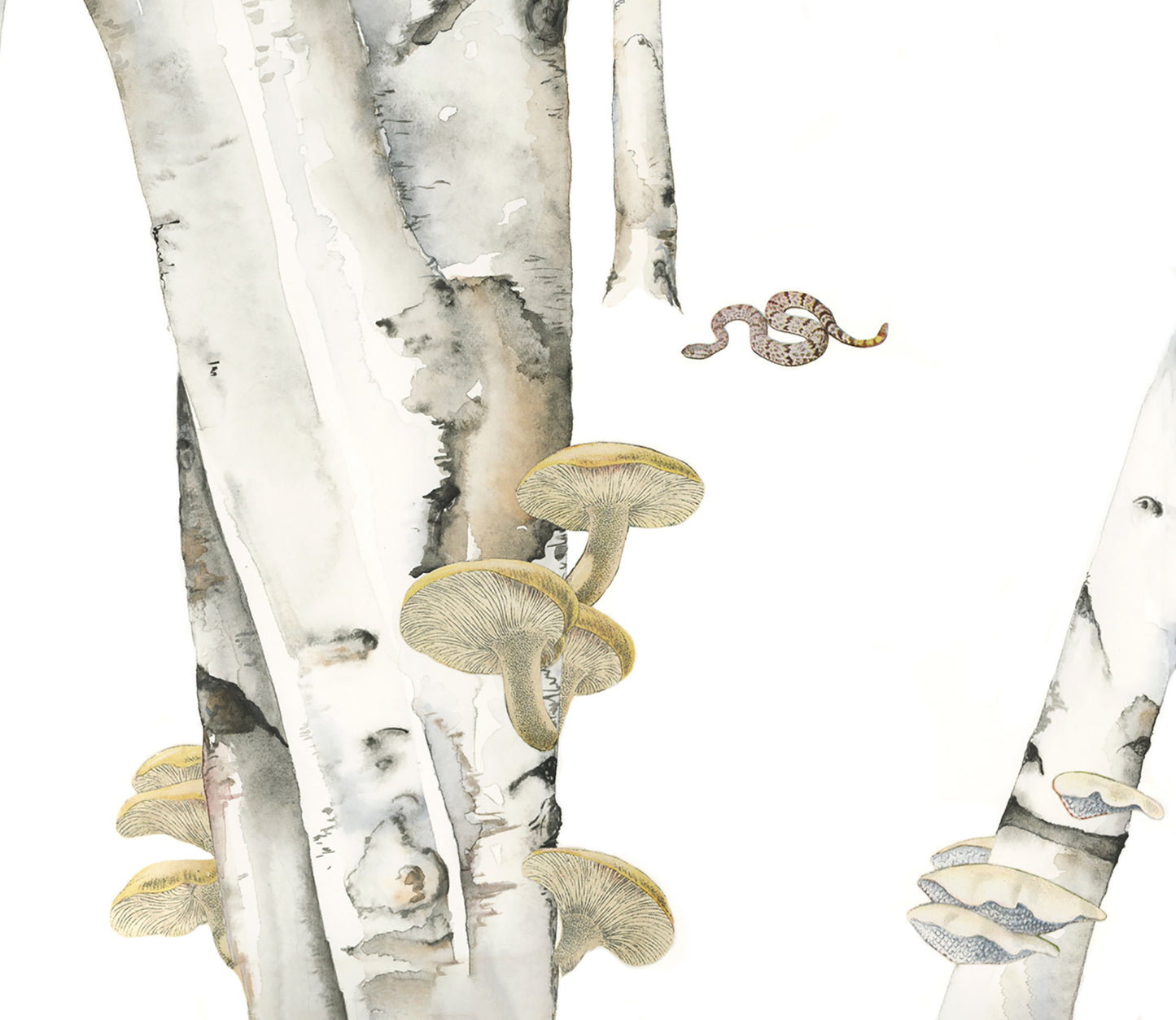 Snake Medicine print