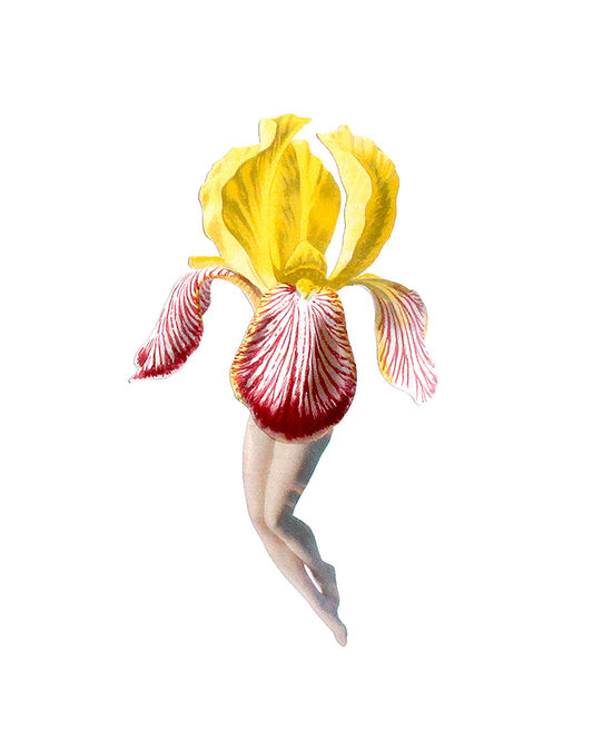 Iris print