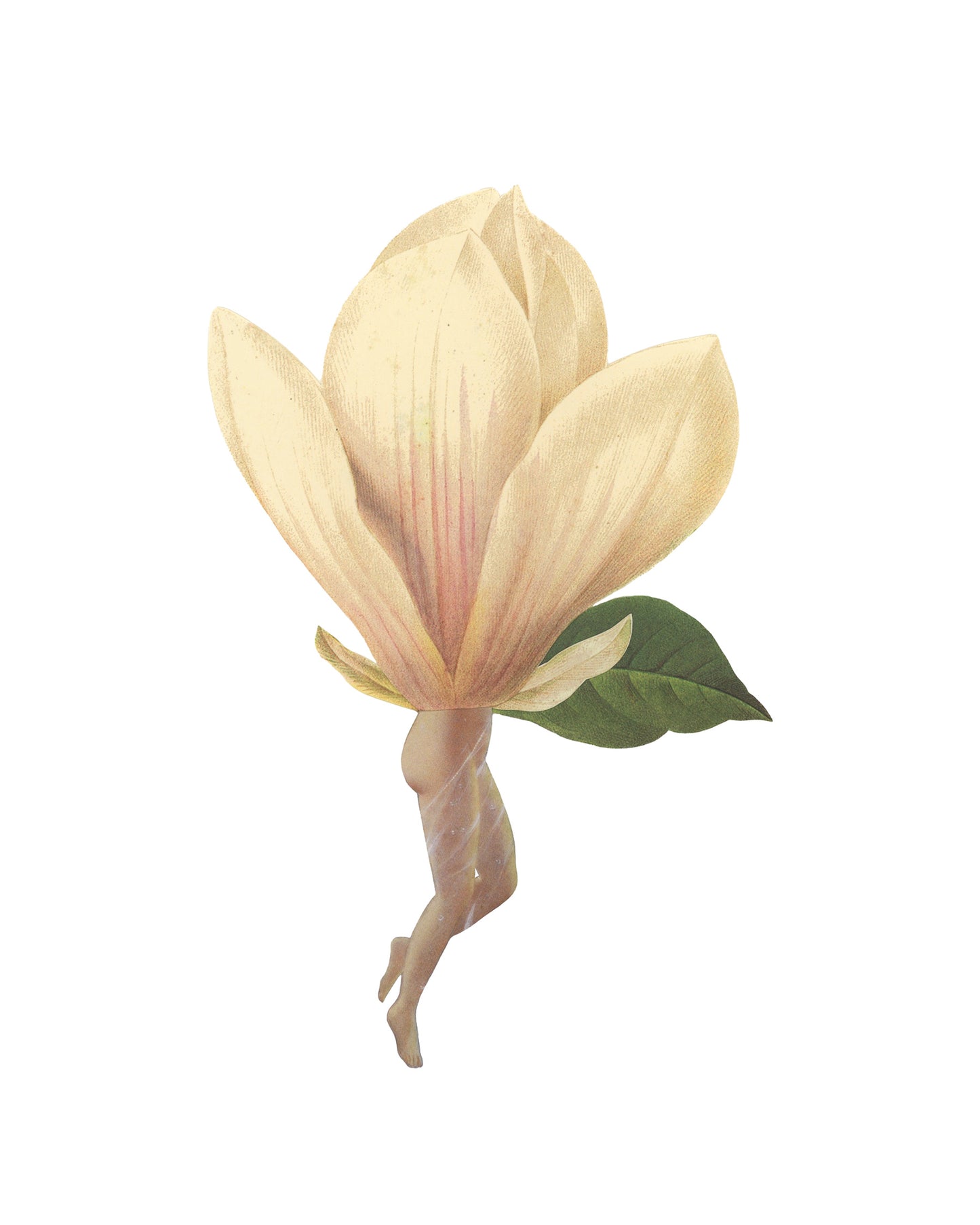 Magnolia #1 print