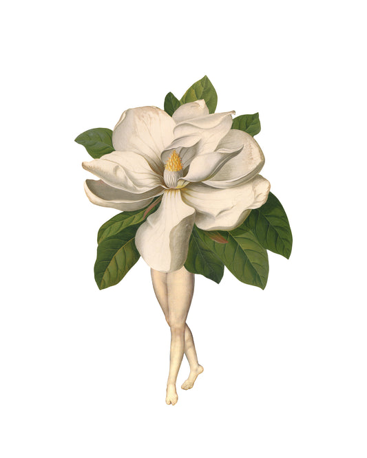 Magnolia #2 print