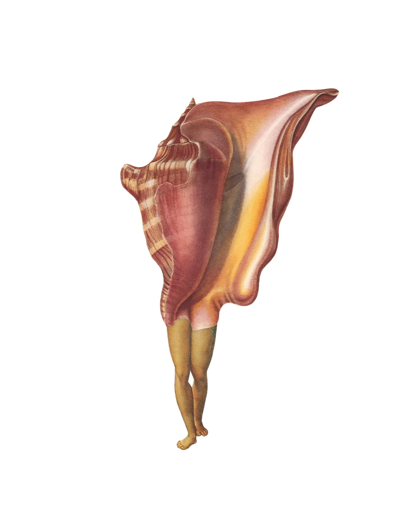 Queen Conch print