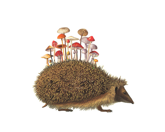 Hedgehogshrooms print