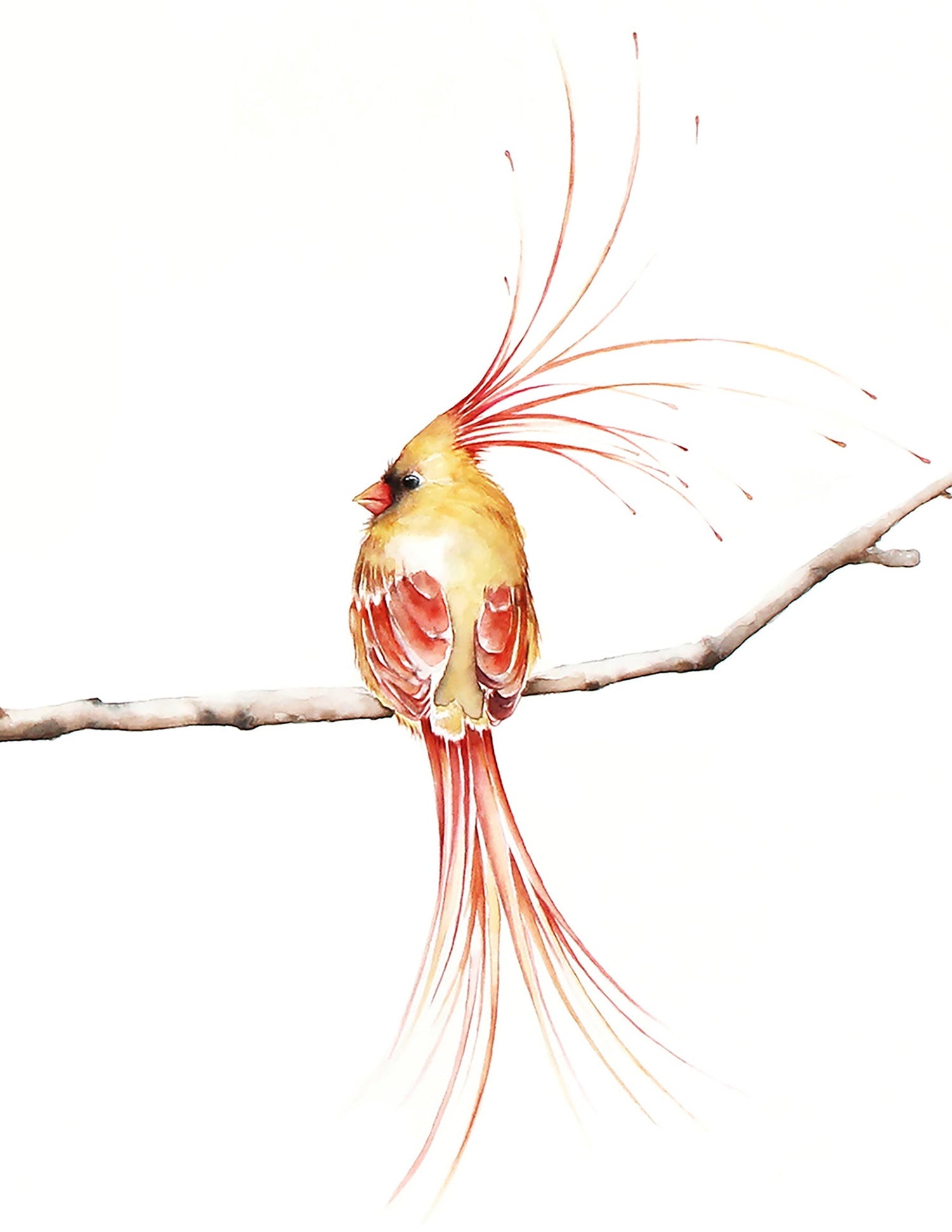 Prints of Watercolors