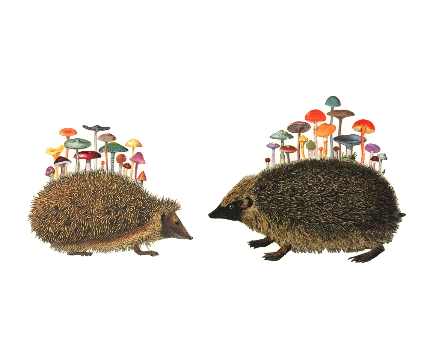 Archival print of a hand cut collage of two hedgehogs with mushroom patches on their backs.