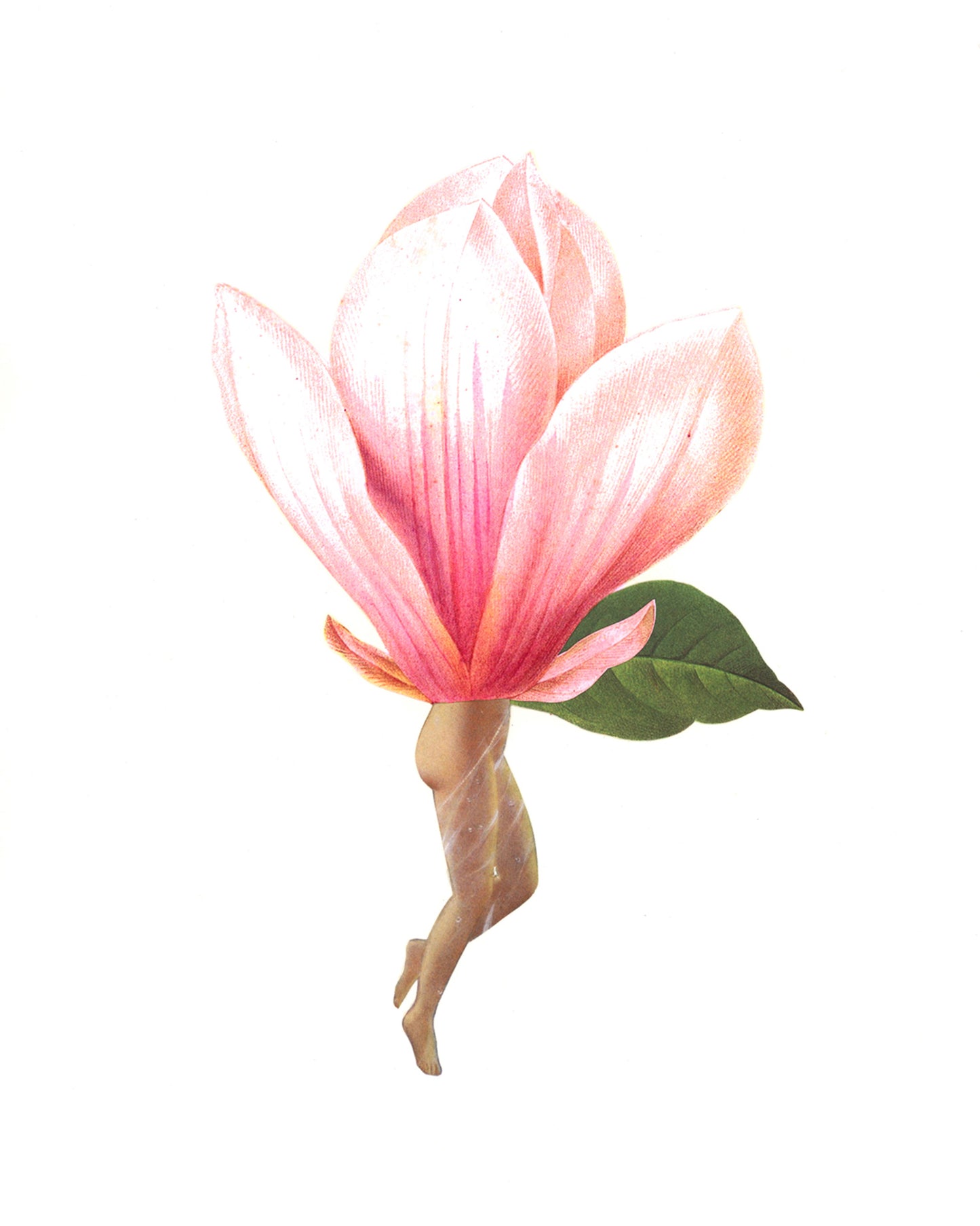 Magnolia print