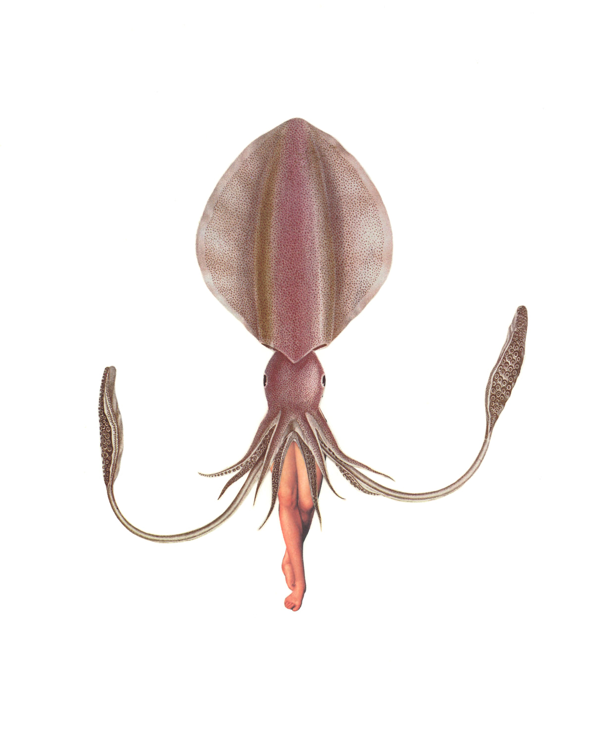 Pink Squid print