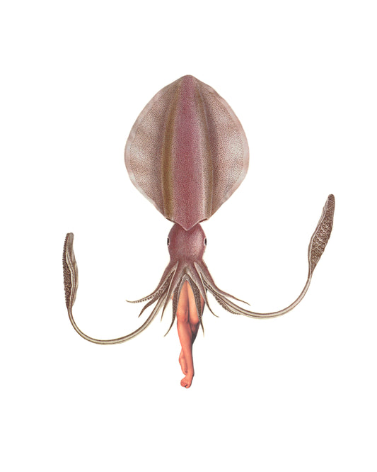Pink Squid print