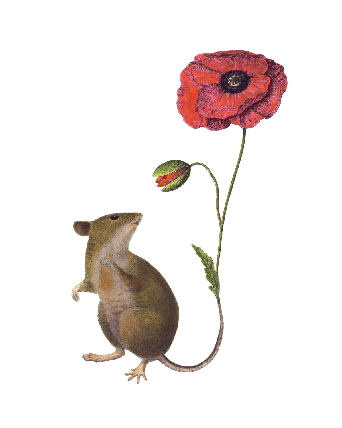A vertical print featuring a hand-cut paper collage of a mouse and a red poppy flower as its tail