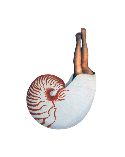 Nautilus print