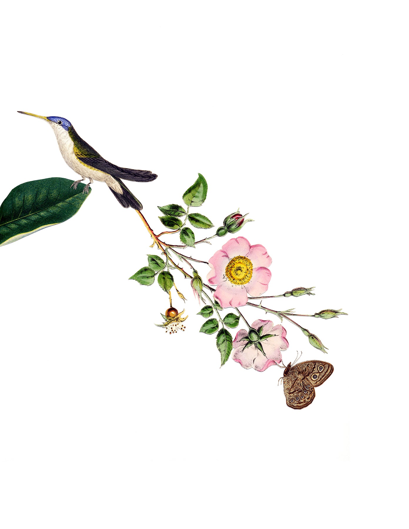 Bird of Paradise (Roses) print
