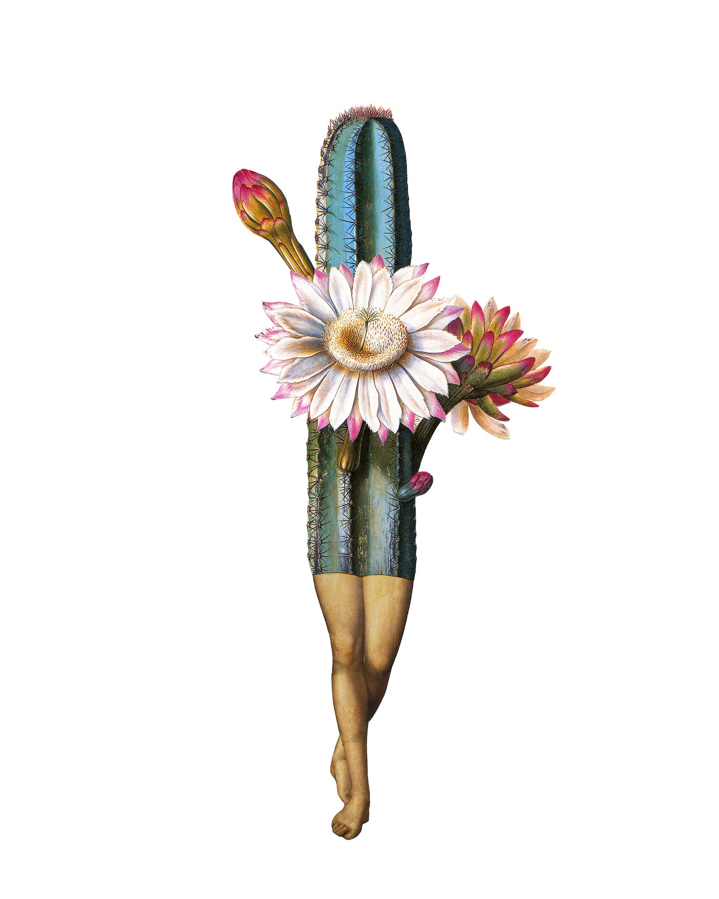 Night Bloomer print