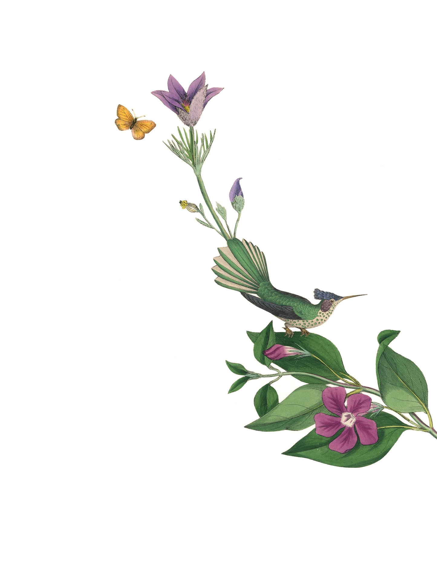 Hummingbird of Paradise #1 print